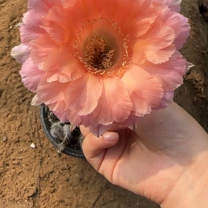 那***雨仙人球美花带根彩57