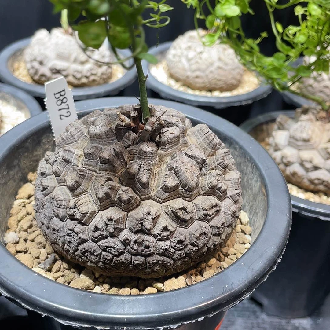 872号龟甲龙不退不换