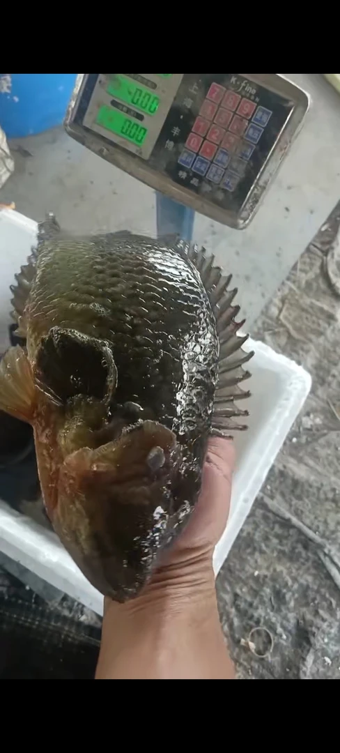 攀鲈鱼 过山鲫（5两-8两） 鲜活速冻可食用 5斤装 可快递发货