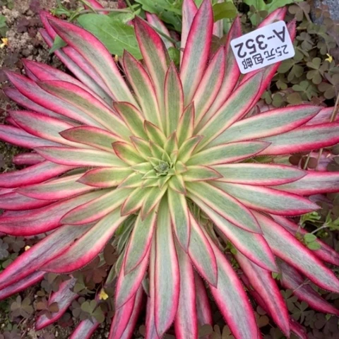 352朱雀满25包邮多肉