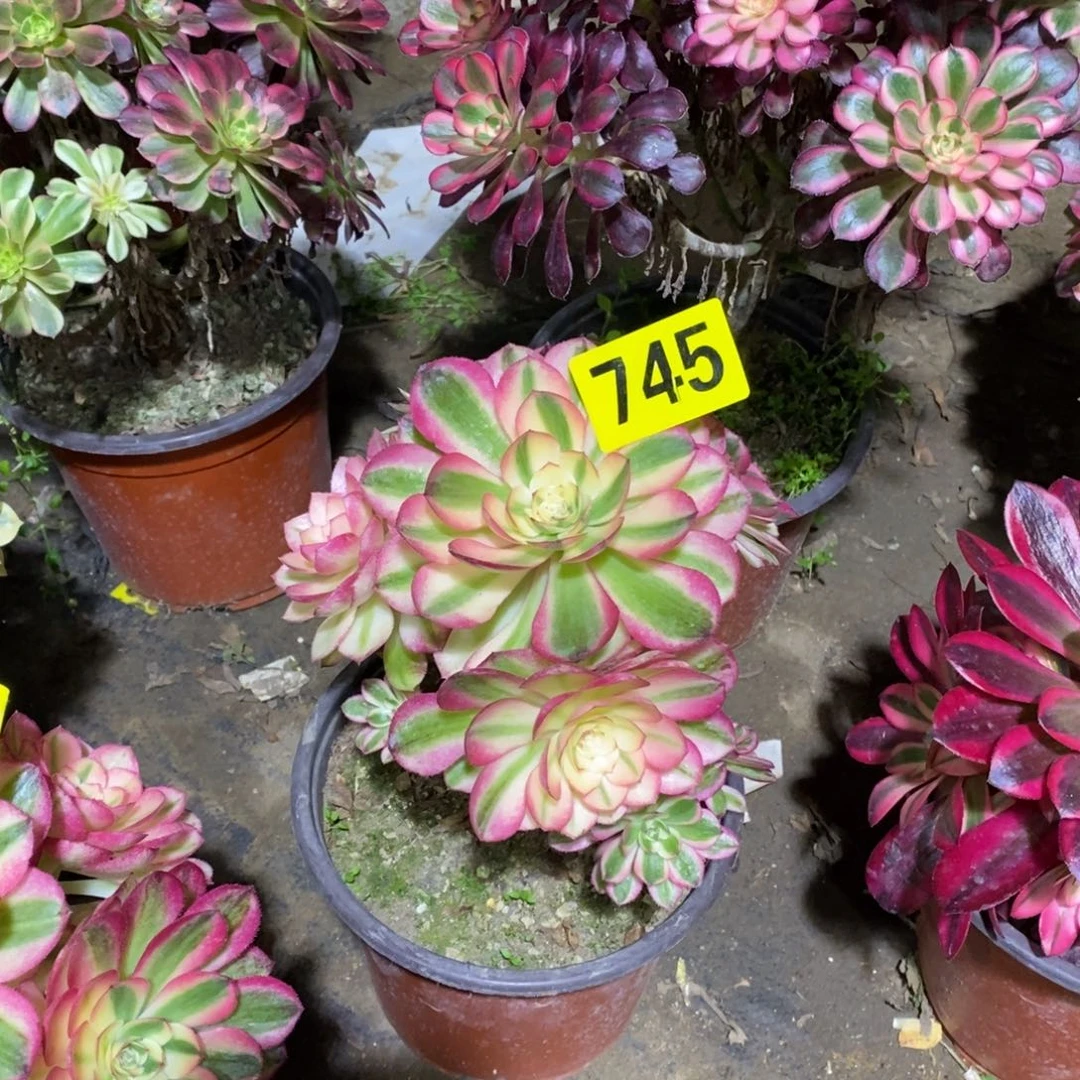 x***扬荔枝多肉法师有砍745