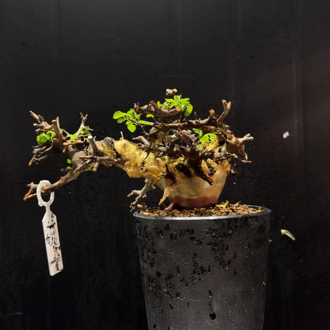 马萨比特免费寄养