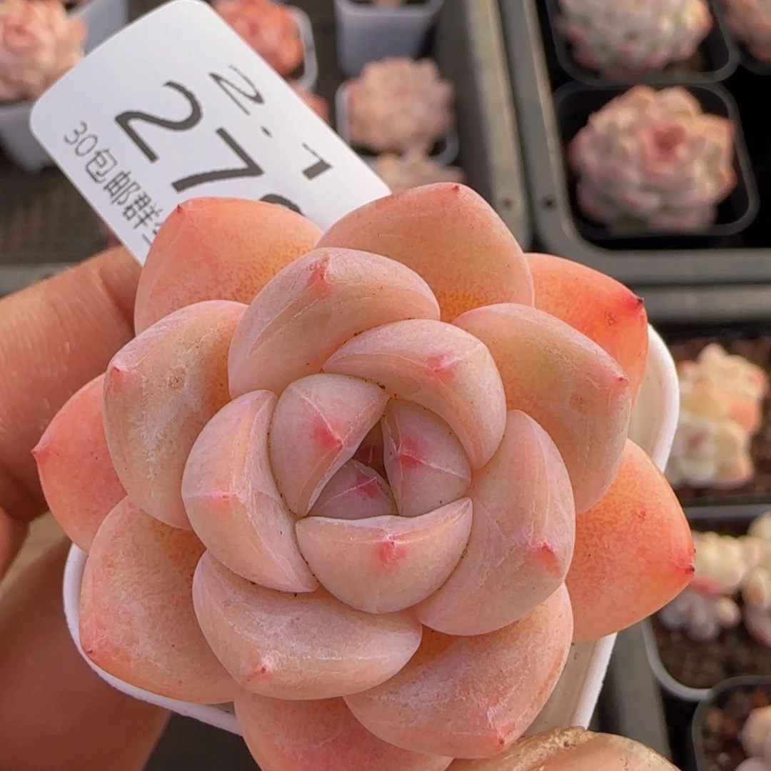 太妃糖单头一颗脱土