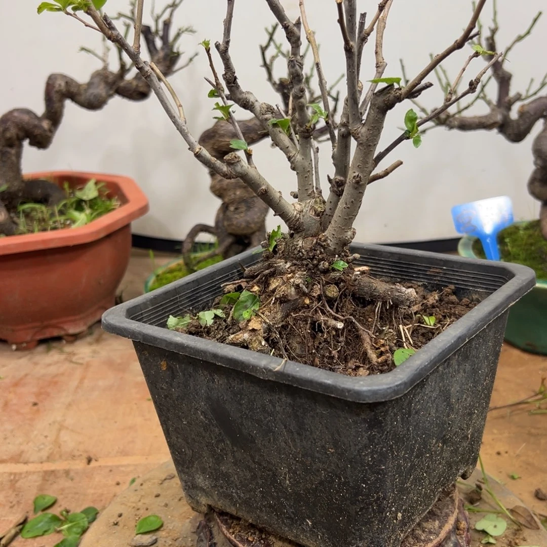 无花朵海棠贴梗，春天开花