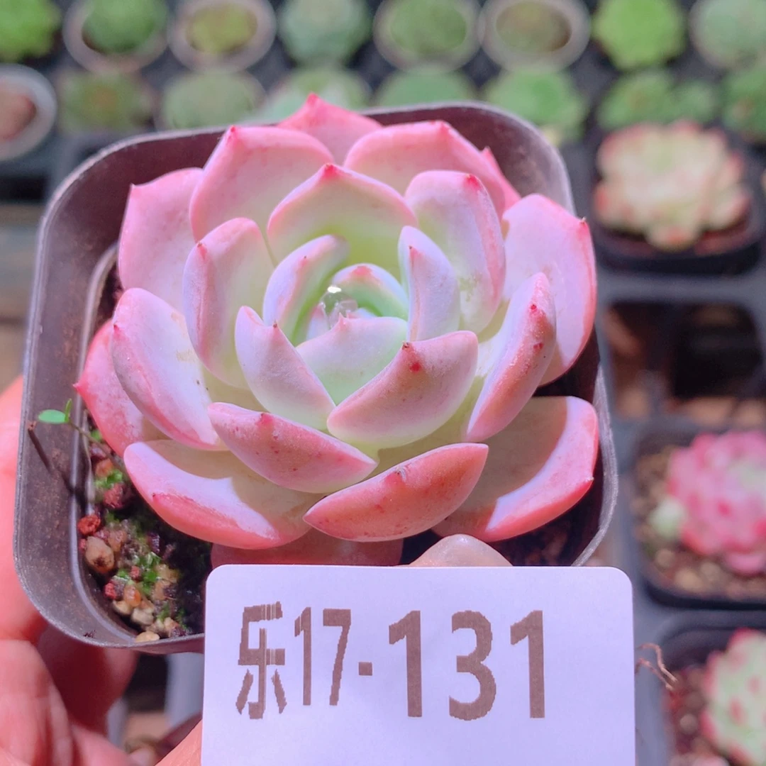 乐然17-131 紫皇后