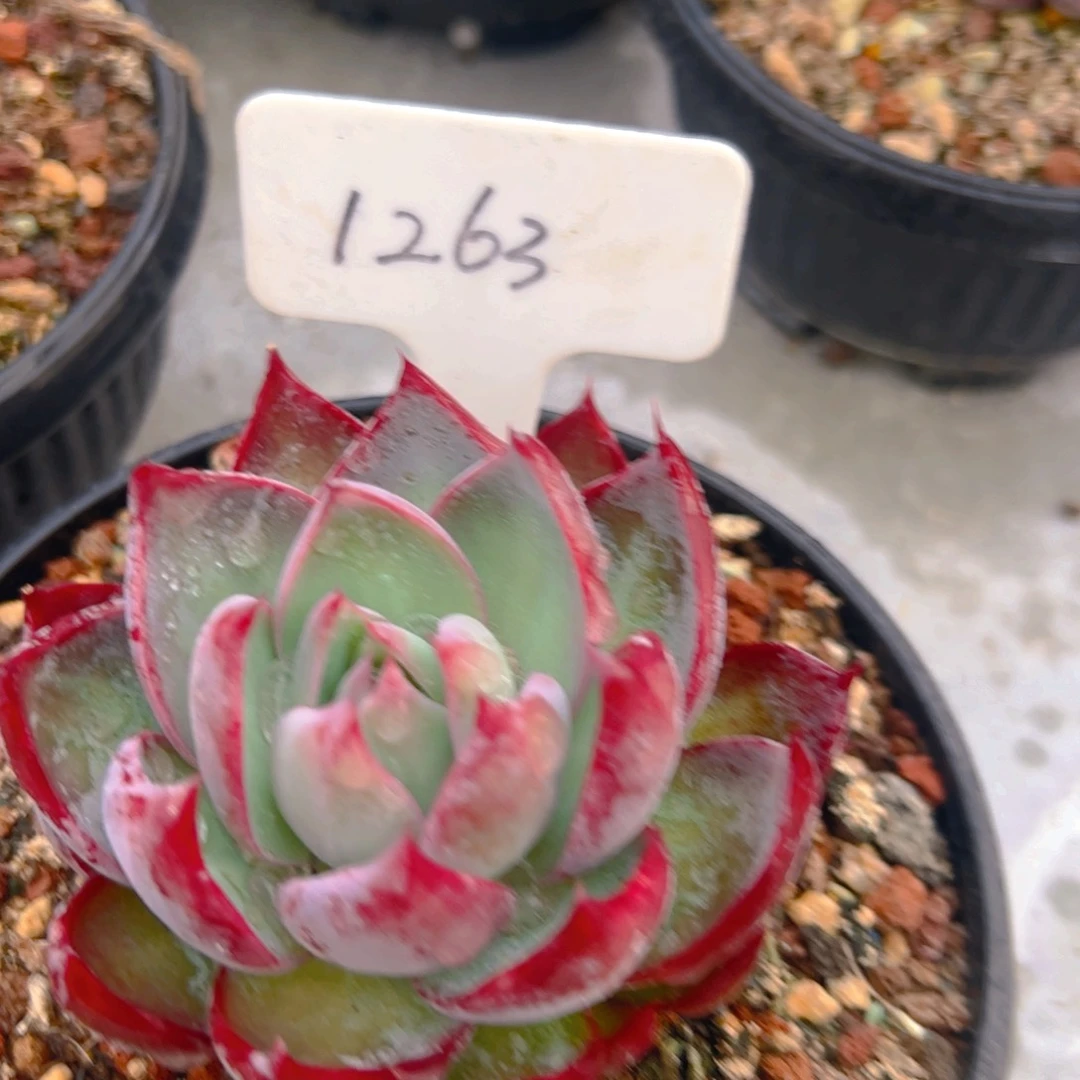 惊鸿仙子福利1263号