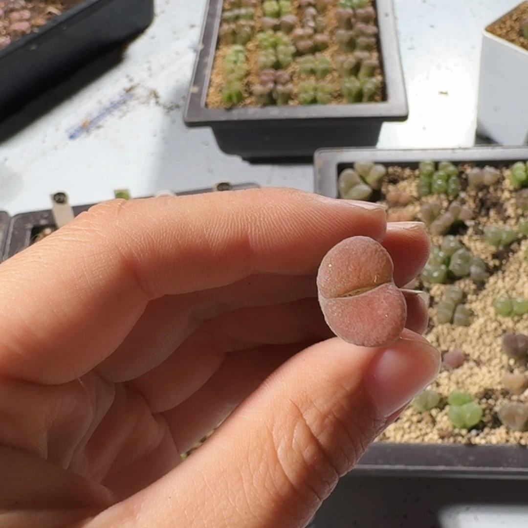 ʚ***ɞ多肉植物福利捡漏230