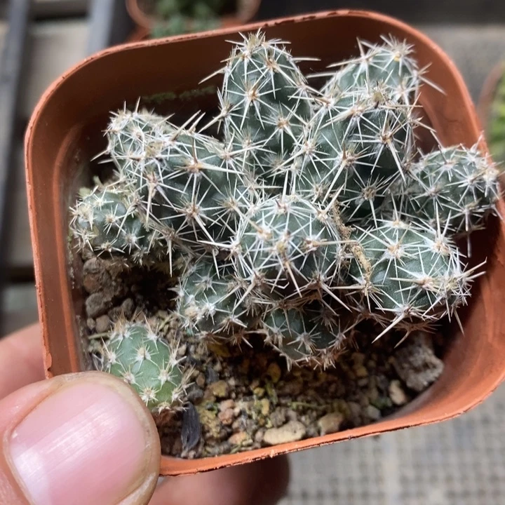 舞豆团扇特价福利