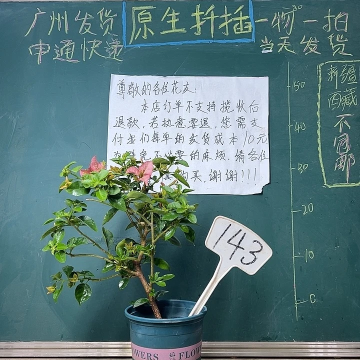 完全开放 卡亚塔  143