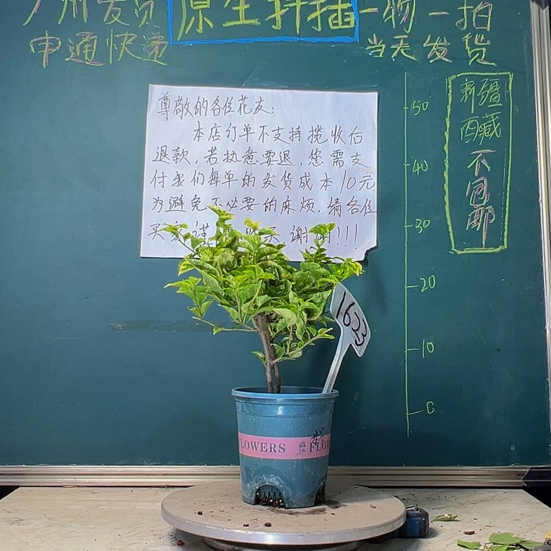 当前无花栽培后可以开花双杆 斑叶米罗1623