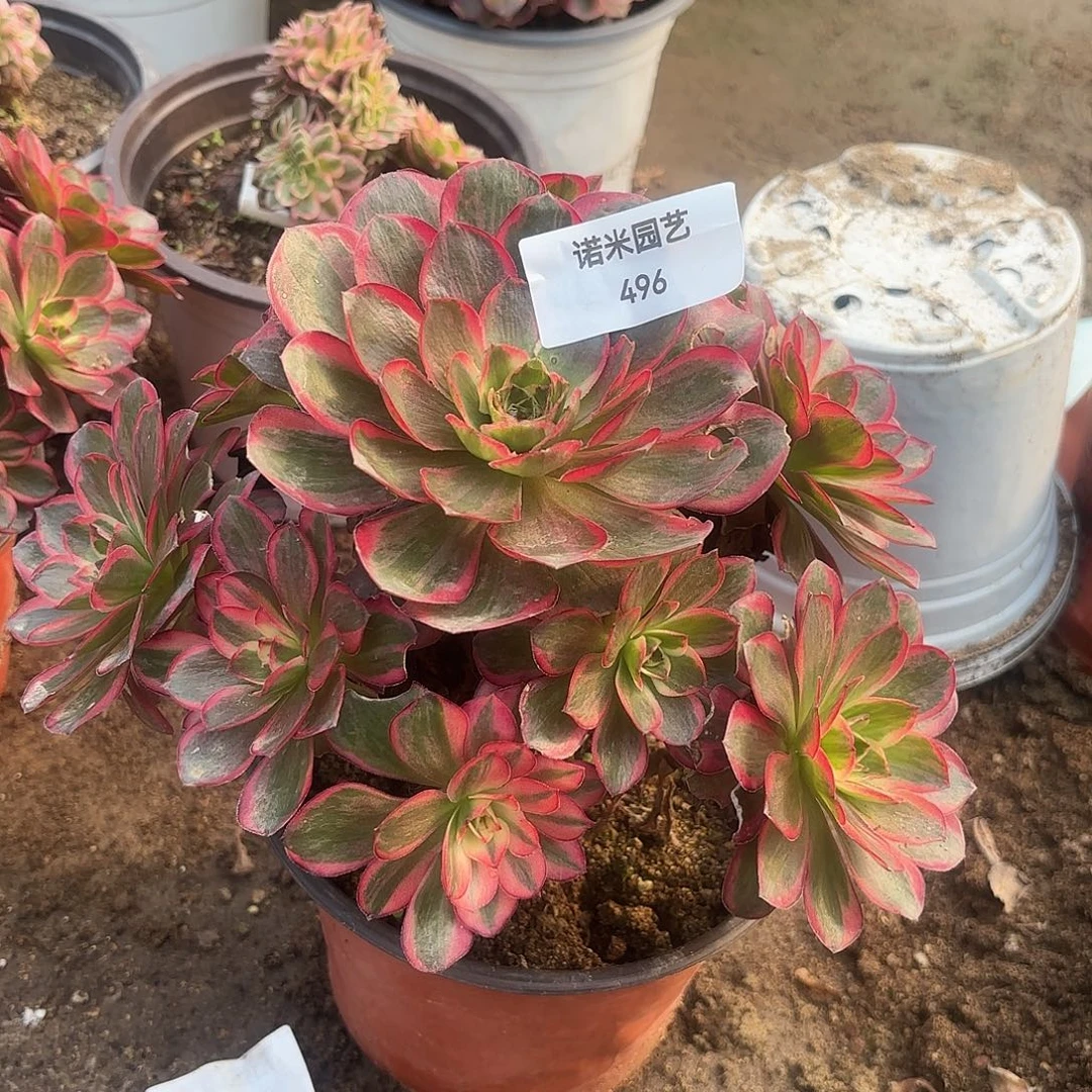 纳福多肉植物手捧496