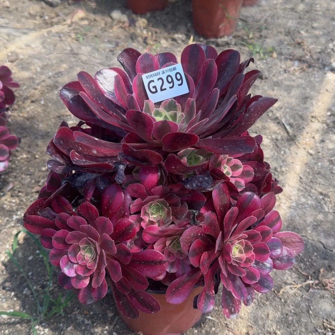 299美杜莎多肉植物