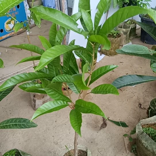 小黄金Al一物一拍原盆原土发货