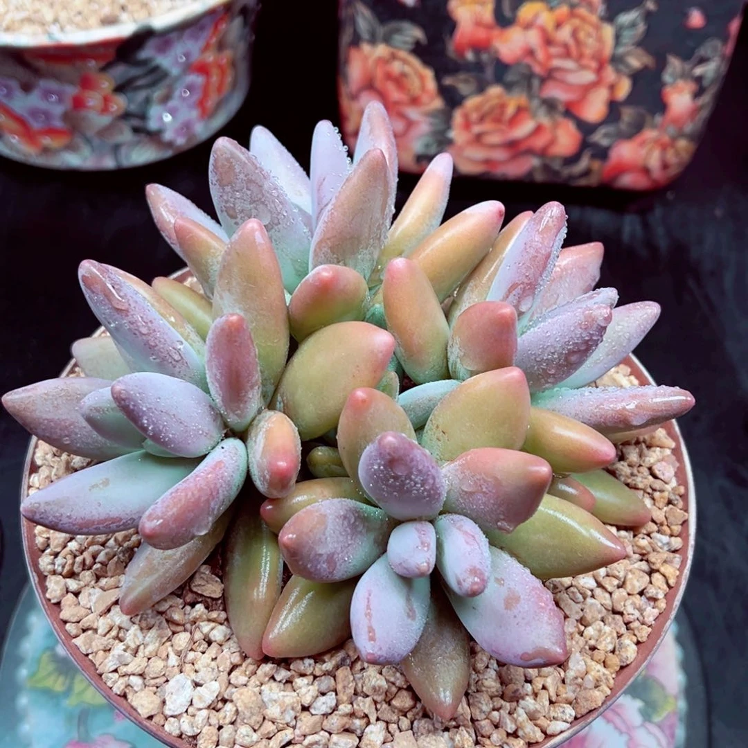 爱*企鹅群发货的的的