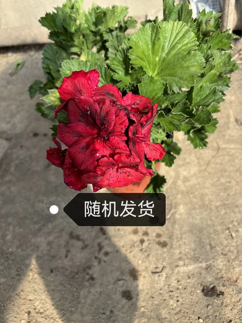 随机发货蝴蝶梅一盆包邮到家