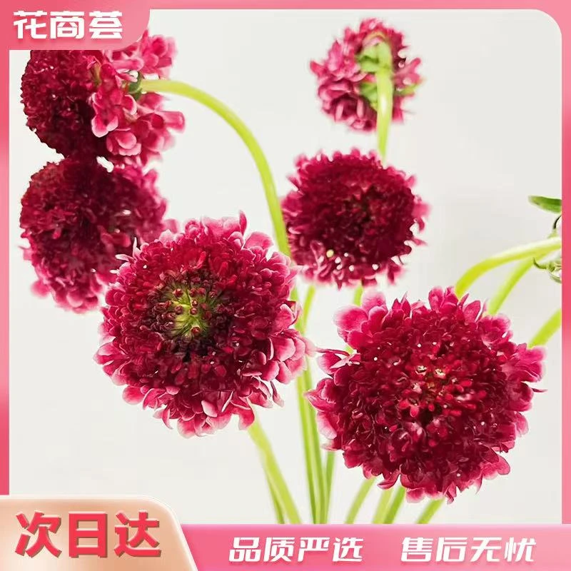 【京津冀顺丰次日达】松虫草红色-鲜切1扎