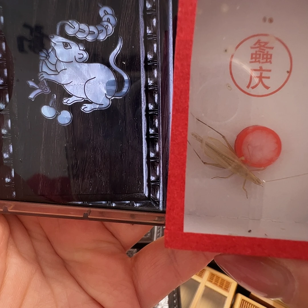 用***9哈哈哈鼠盒子➕柬埔寨竹蛉