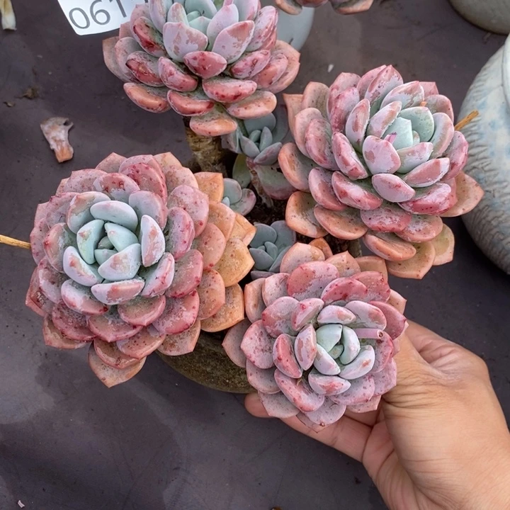 陈*夏悦多肉0615-5花瓣路