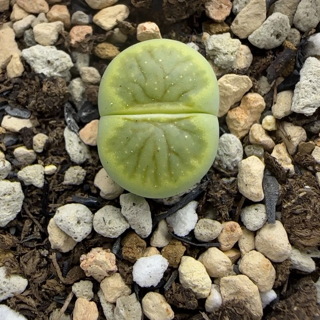 035 生石花大棚直播