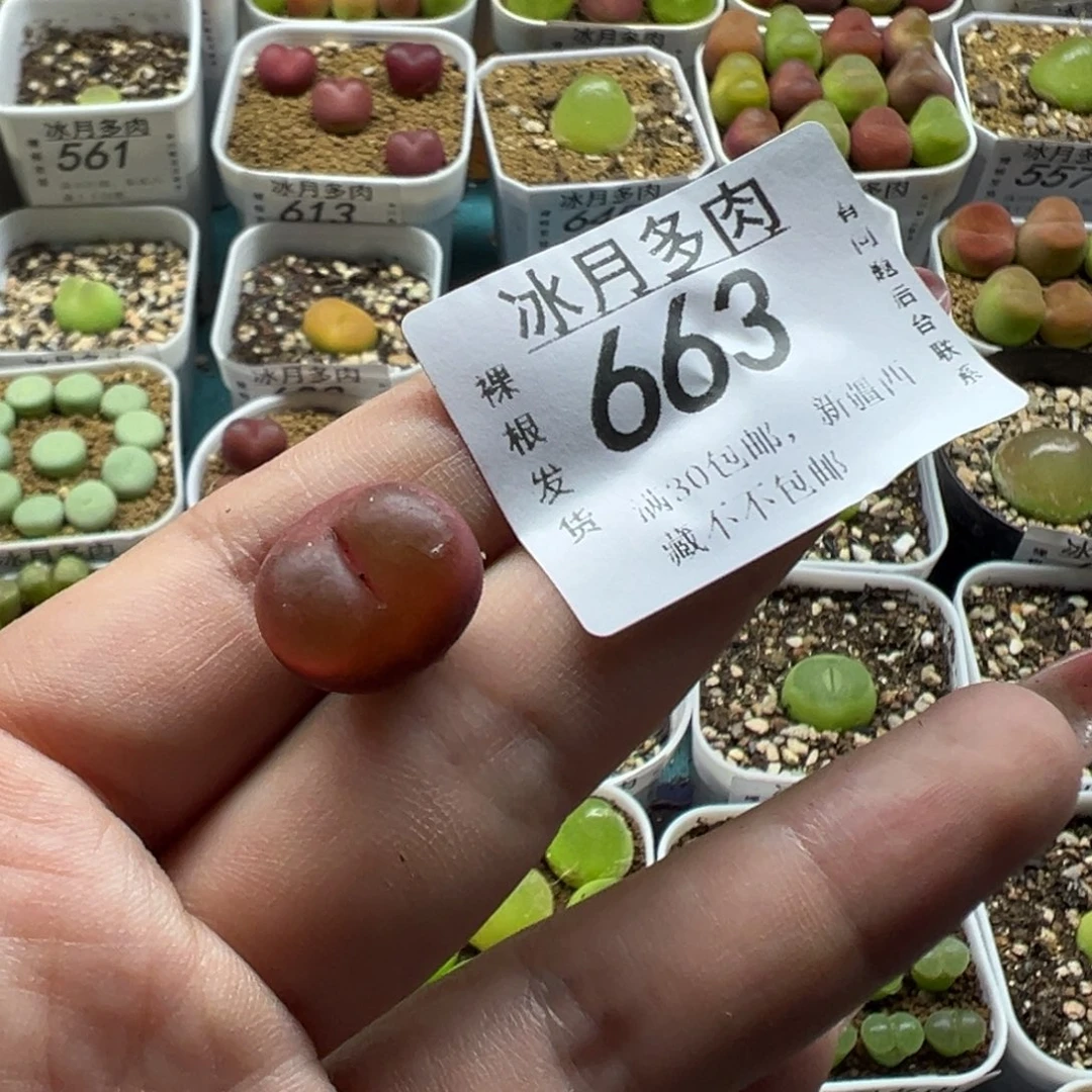 663吕红裸根发货一颗