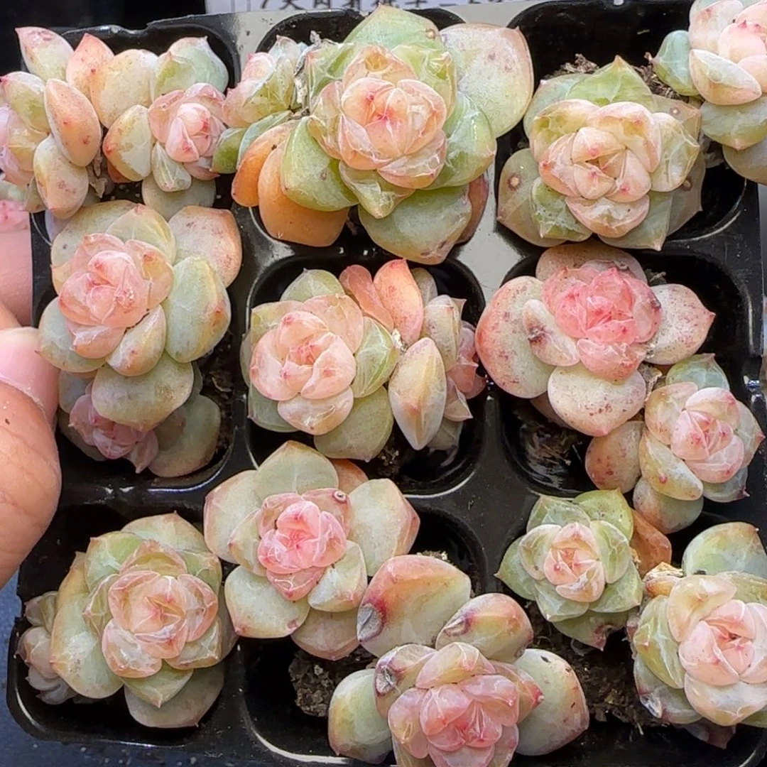 乔***【满29包邮非偏远】642九棵不保整