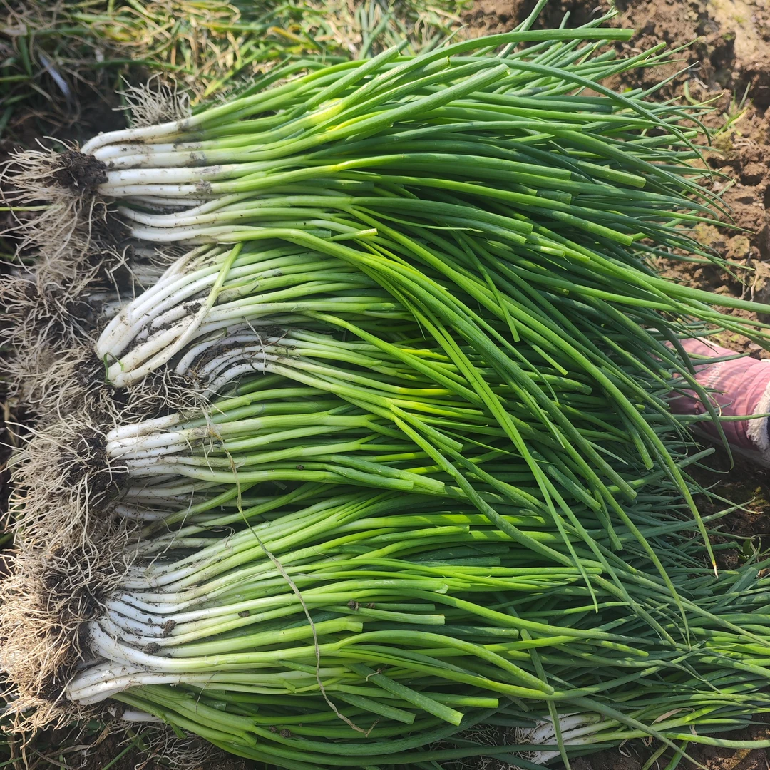 湖北新鲜香葱小葱现挖现发嫩葱分葱白香大弯葱细长绿葱时令蔬菜