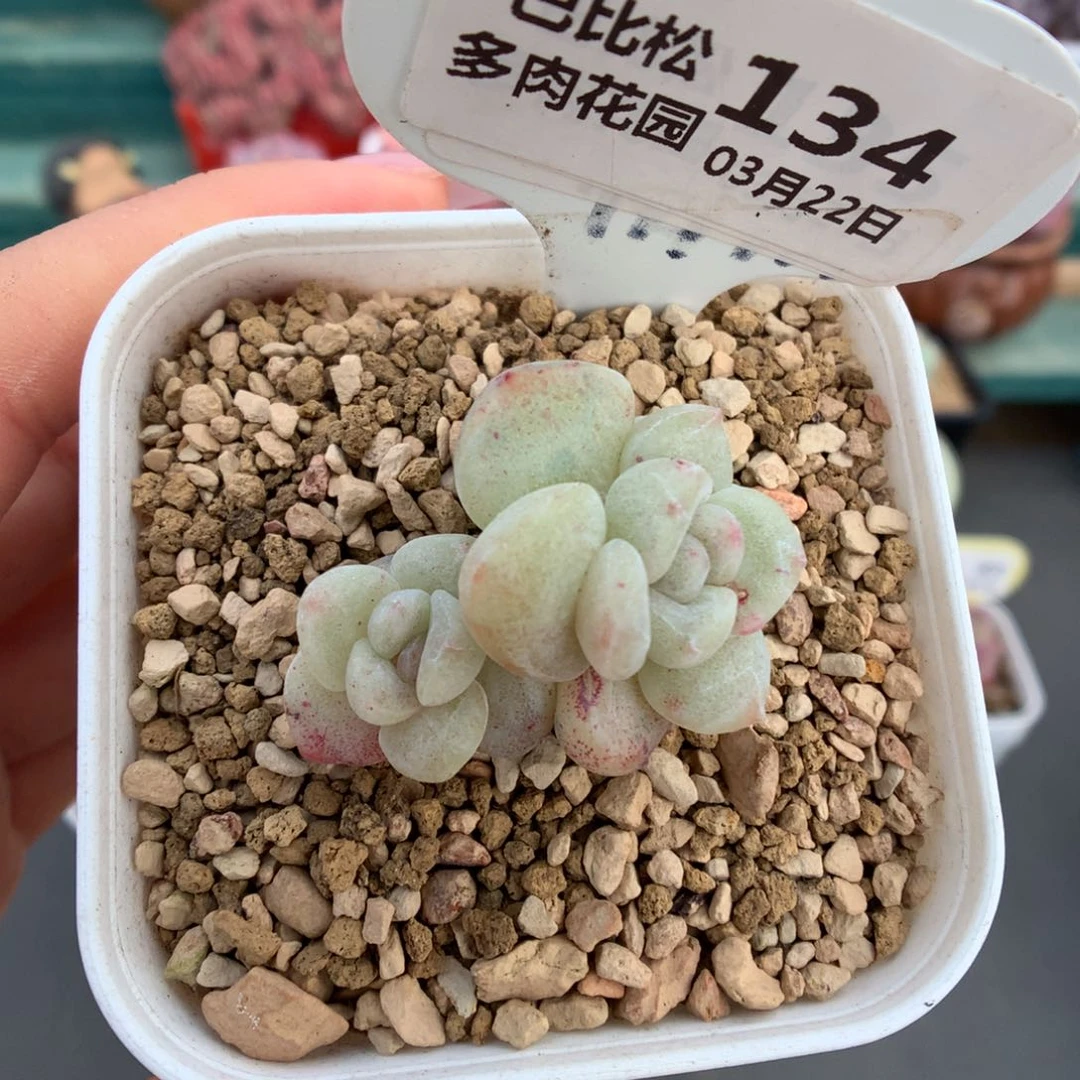 134双头冰玉石化多肉植物