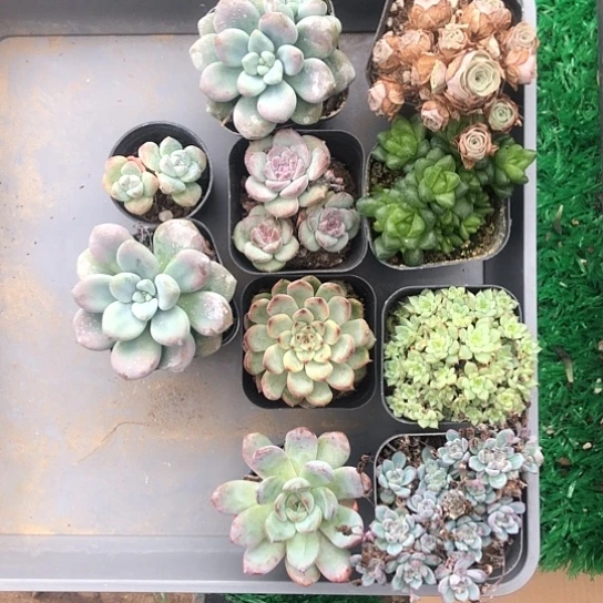 框拍，每一单都很便宜很好