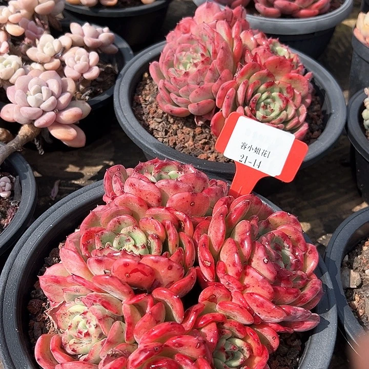 2114三鱼一个脱土