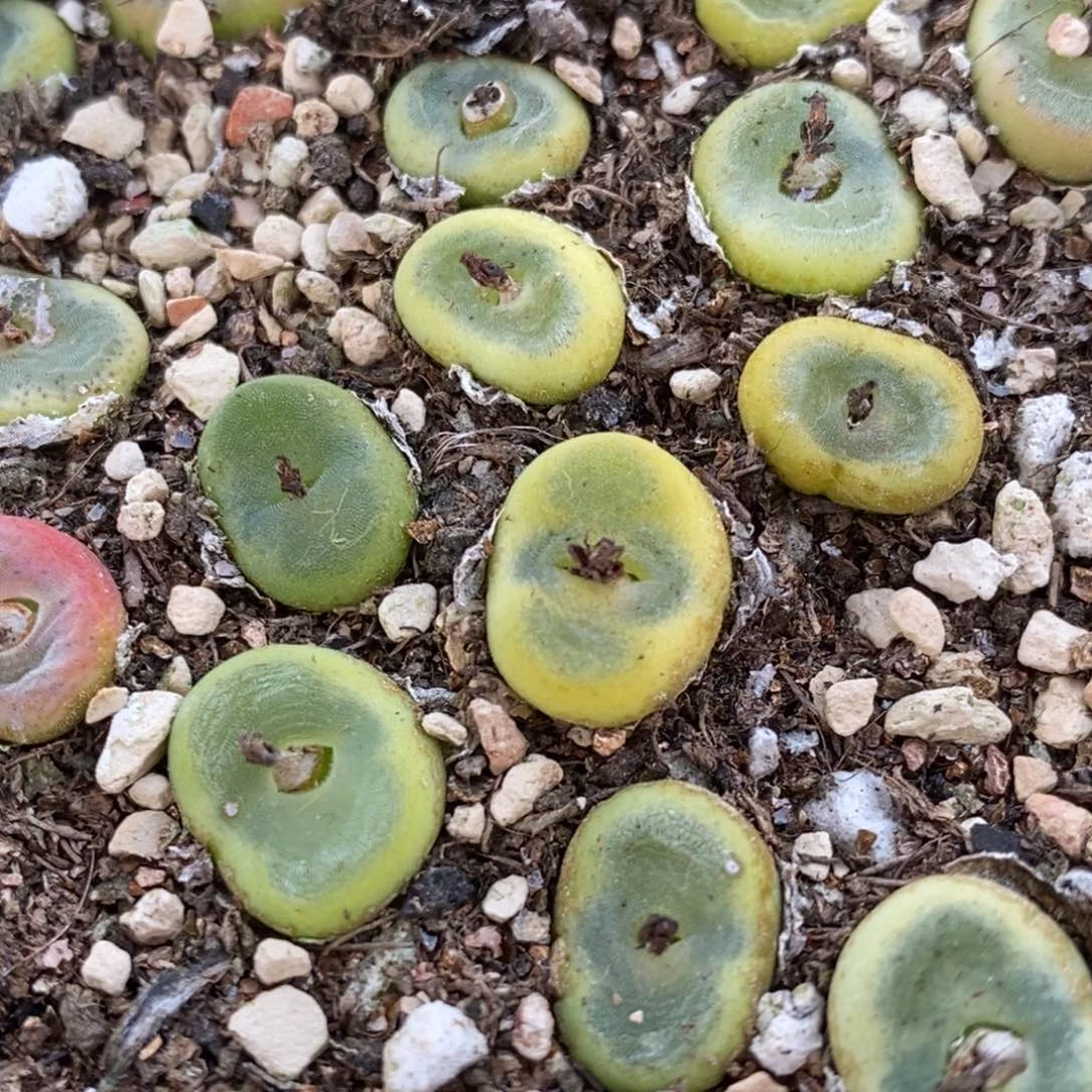 水晶鞋1颗水晶鞋