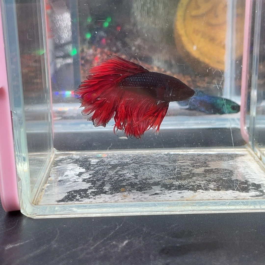 斗鱼18号13晚地狱火绣球