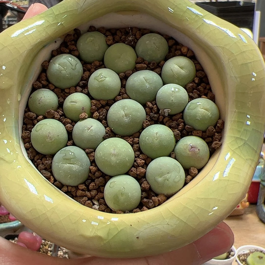 【闪购商品】鸽子蛋10颗1cm