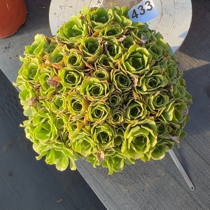 多肉植物绿朵朵433