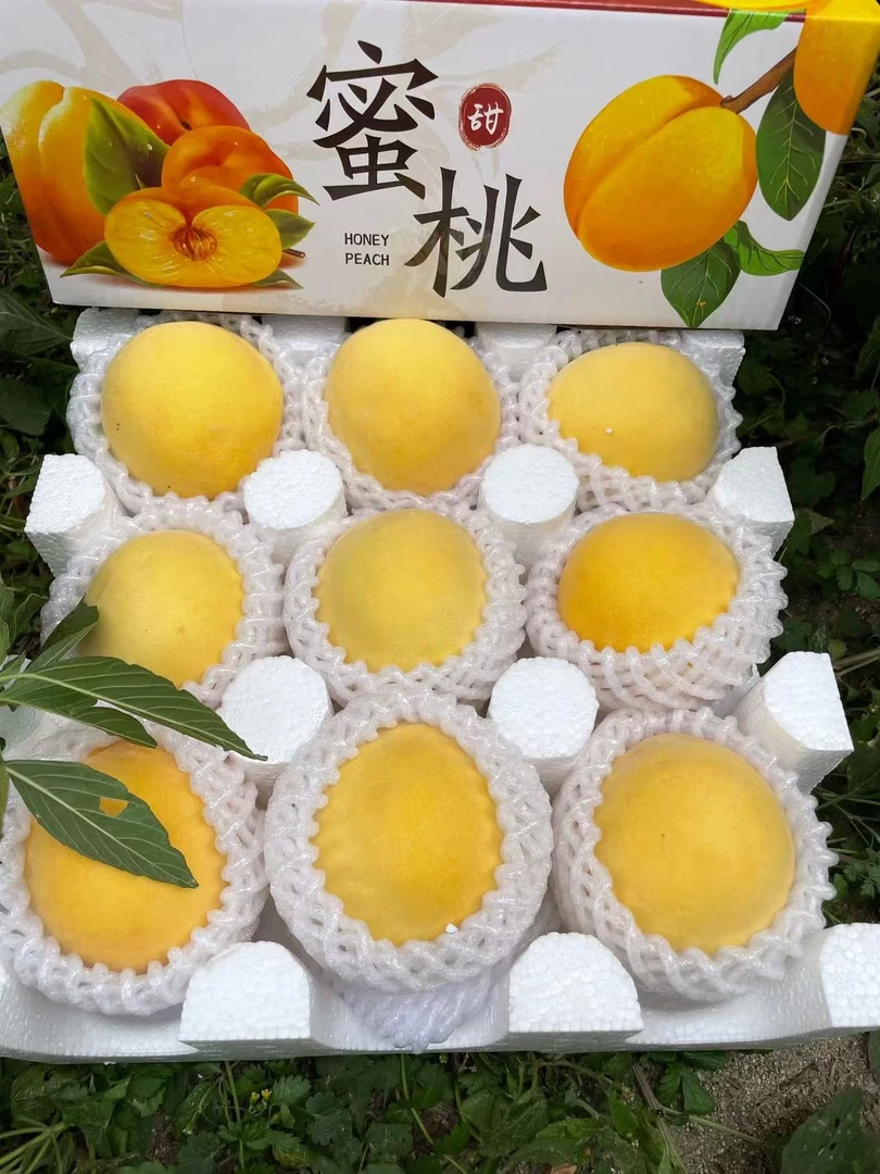 山东蒙阴金皇后黄桃新鲜现摘露天种植脆甜爆汁应季水果