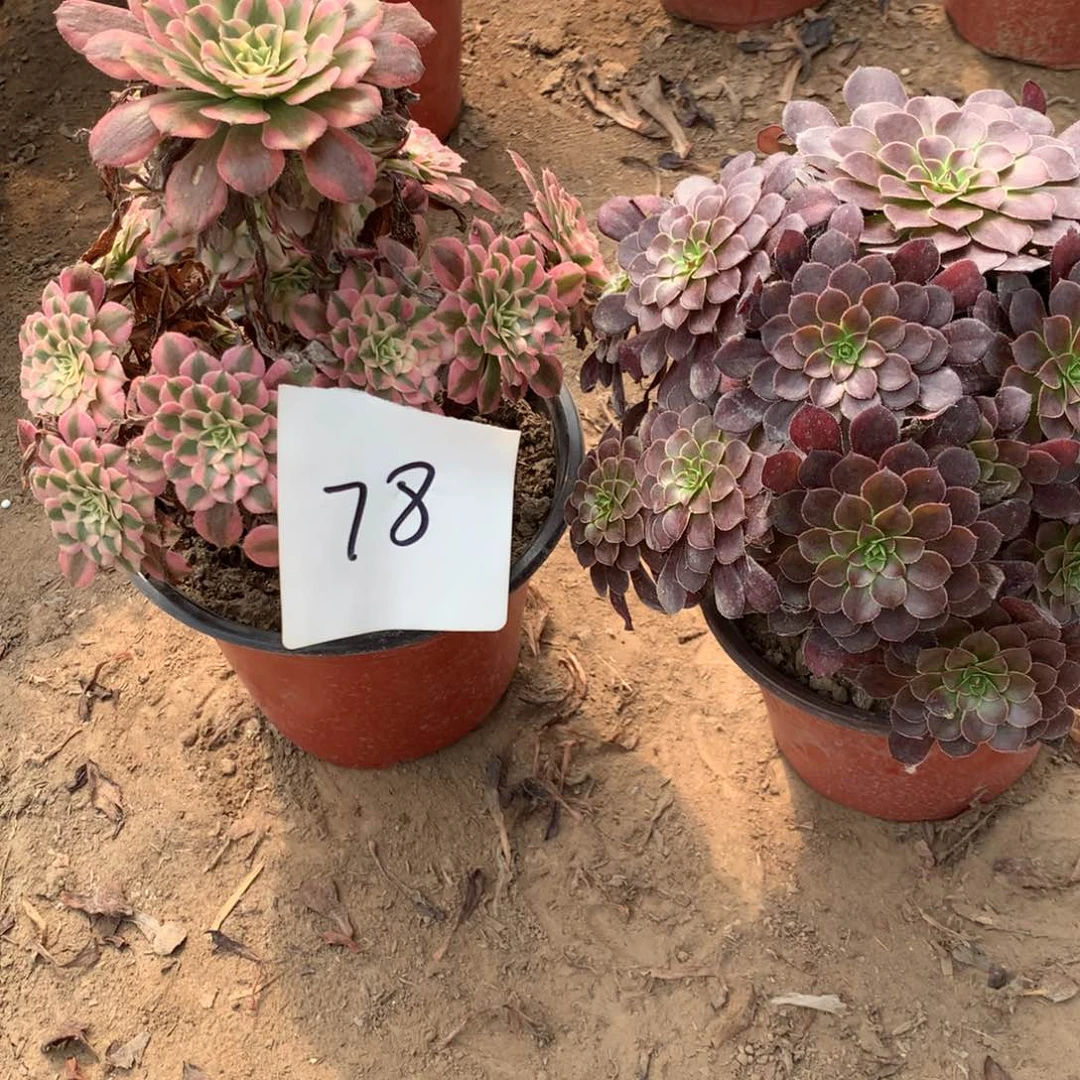 78多肉植物盆栽花卉
