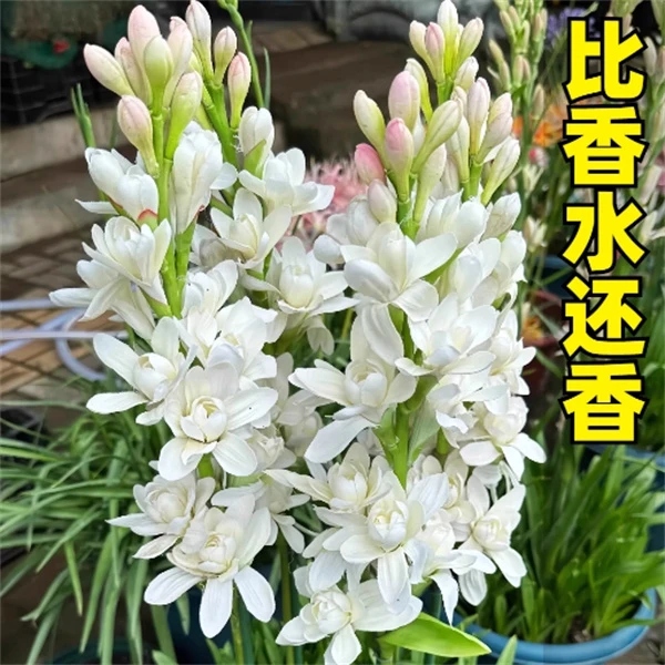 【白色重瓣晚香玉】重瓣白色晚香玉种球多年生种球花卉浓香型花耐热