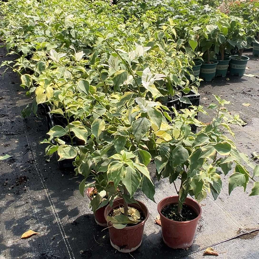 当前无花栽培后可以开花粉蝶掌中宝一颗