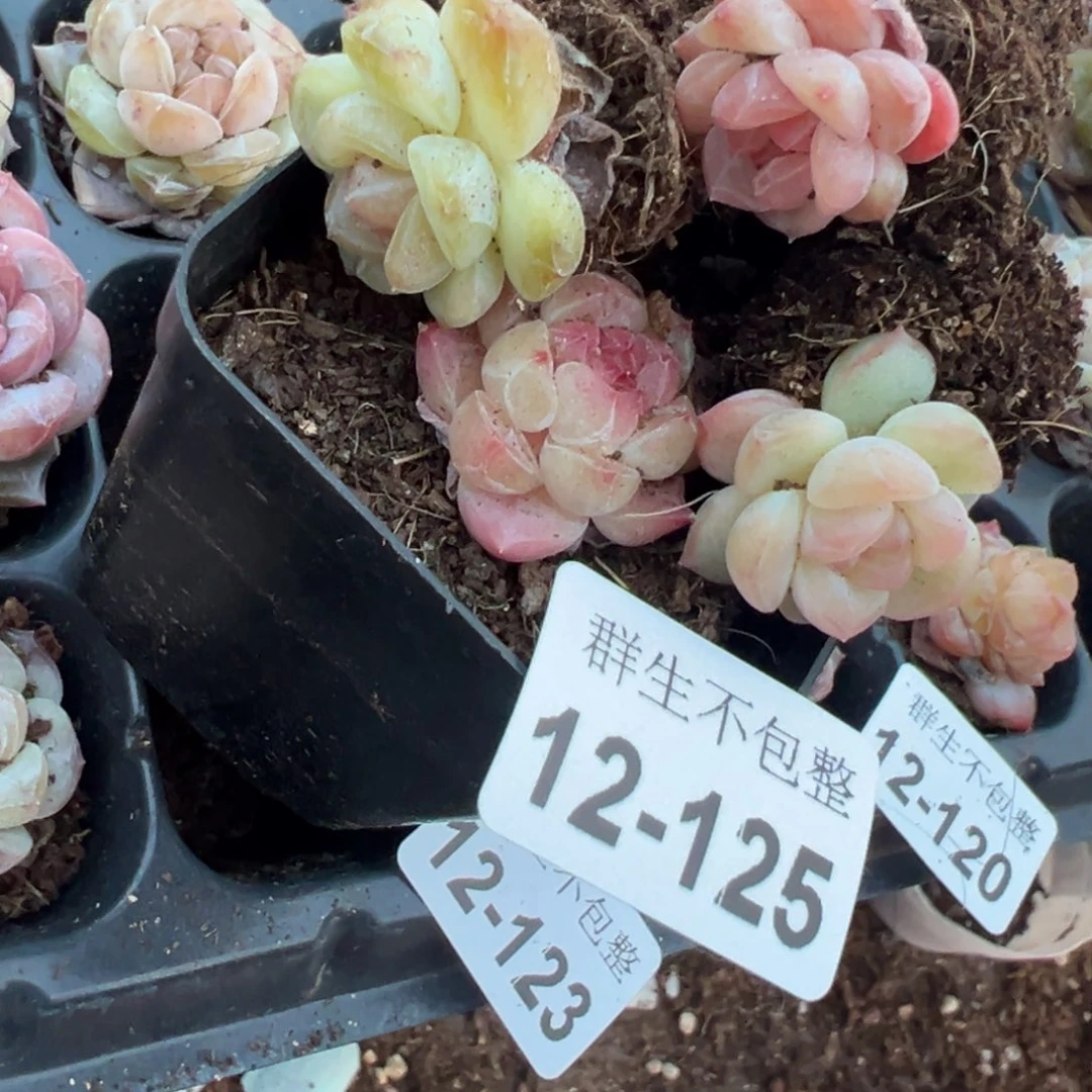 小卡拉米糖心一物一拍12-125