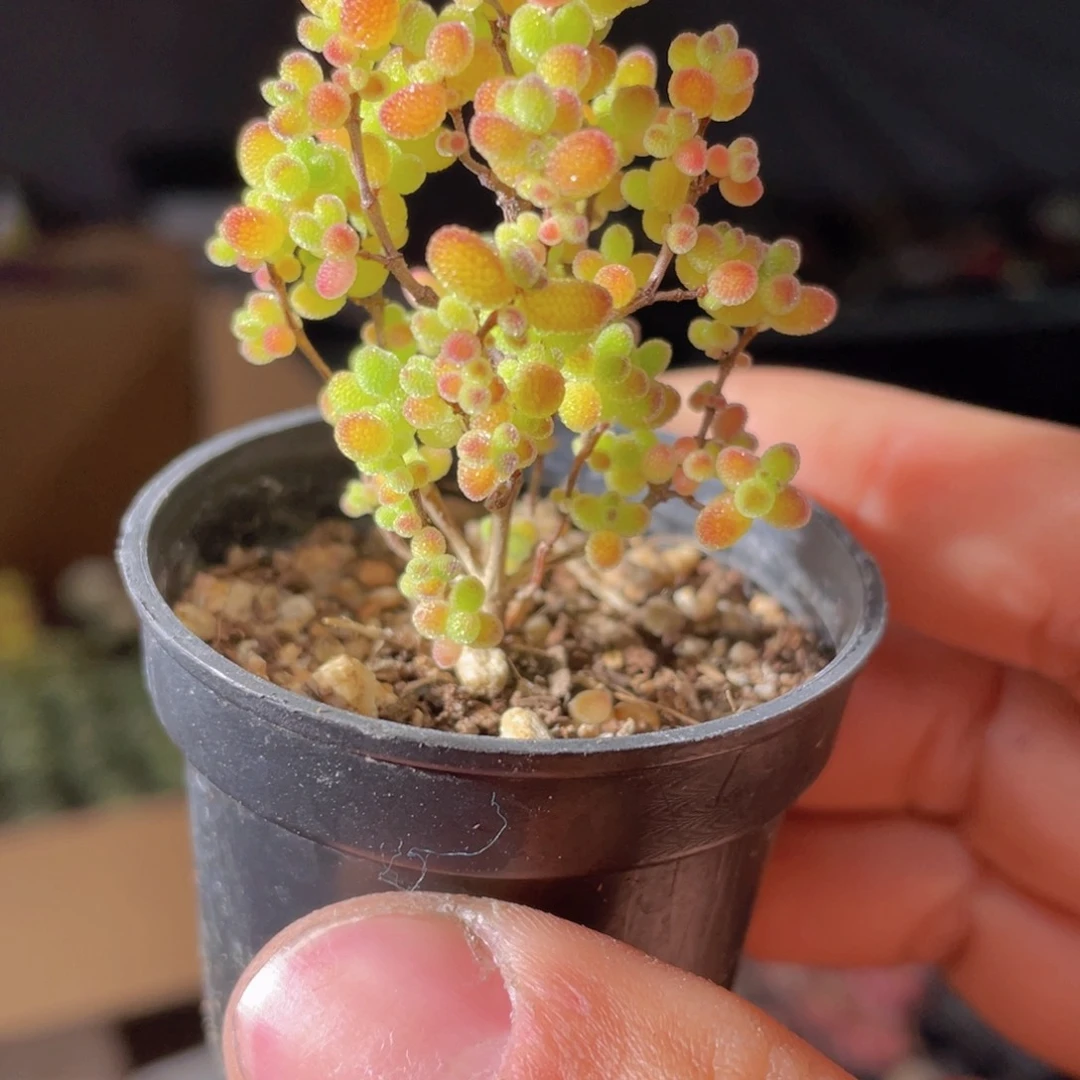 金桔糖球多肉9.9包邮