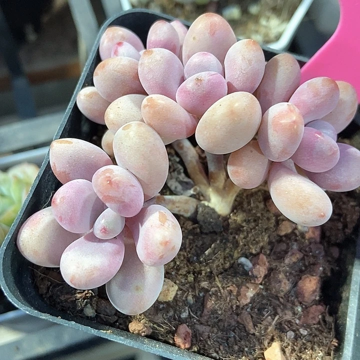 多肉植物桃蛋118多肉