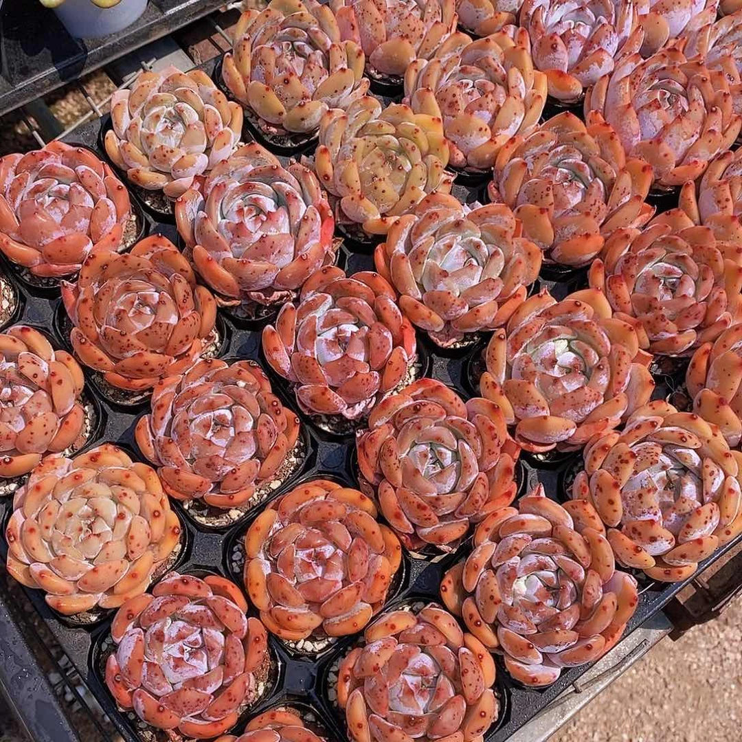 24-1- 福利新胖墩2颗 瑕疵慎拍