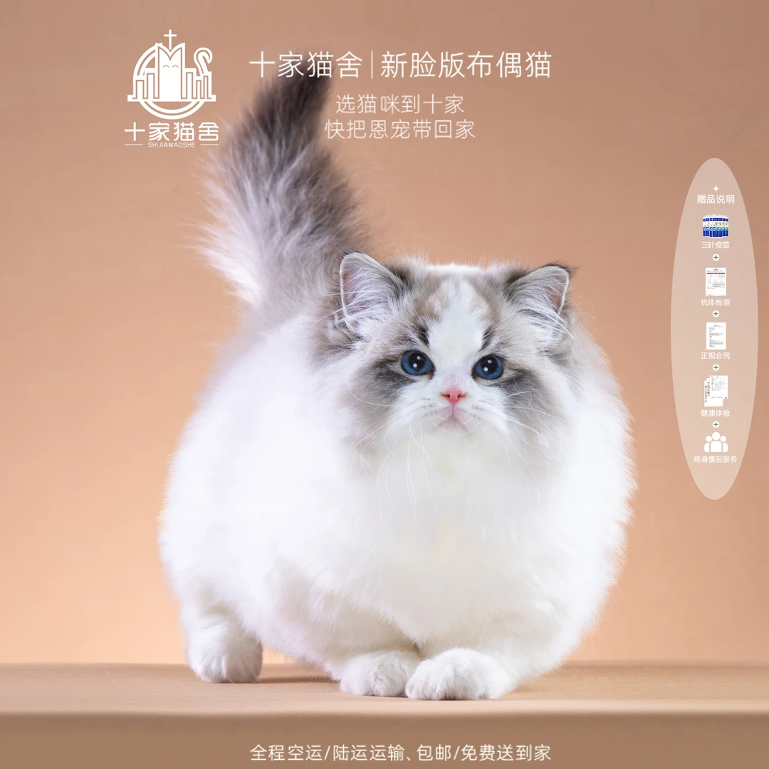 【十家猫舍】金元宝-弟弟 I新脸版布偶猫I猫咪活体