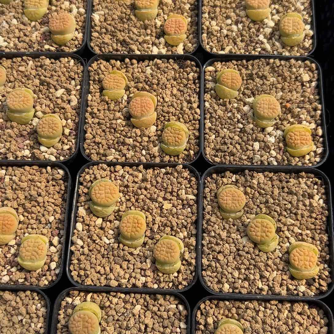 0000量拍黄绿富贵4颗脱土发