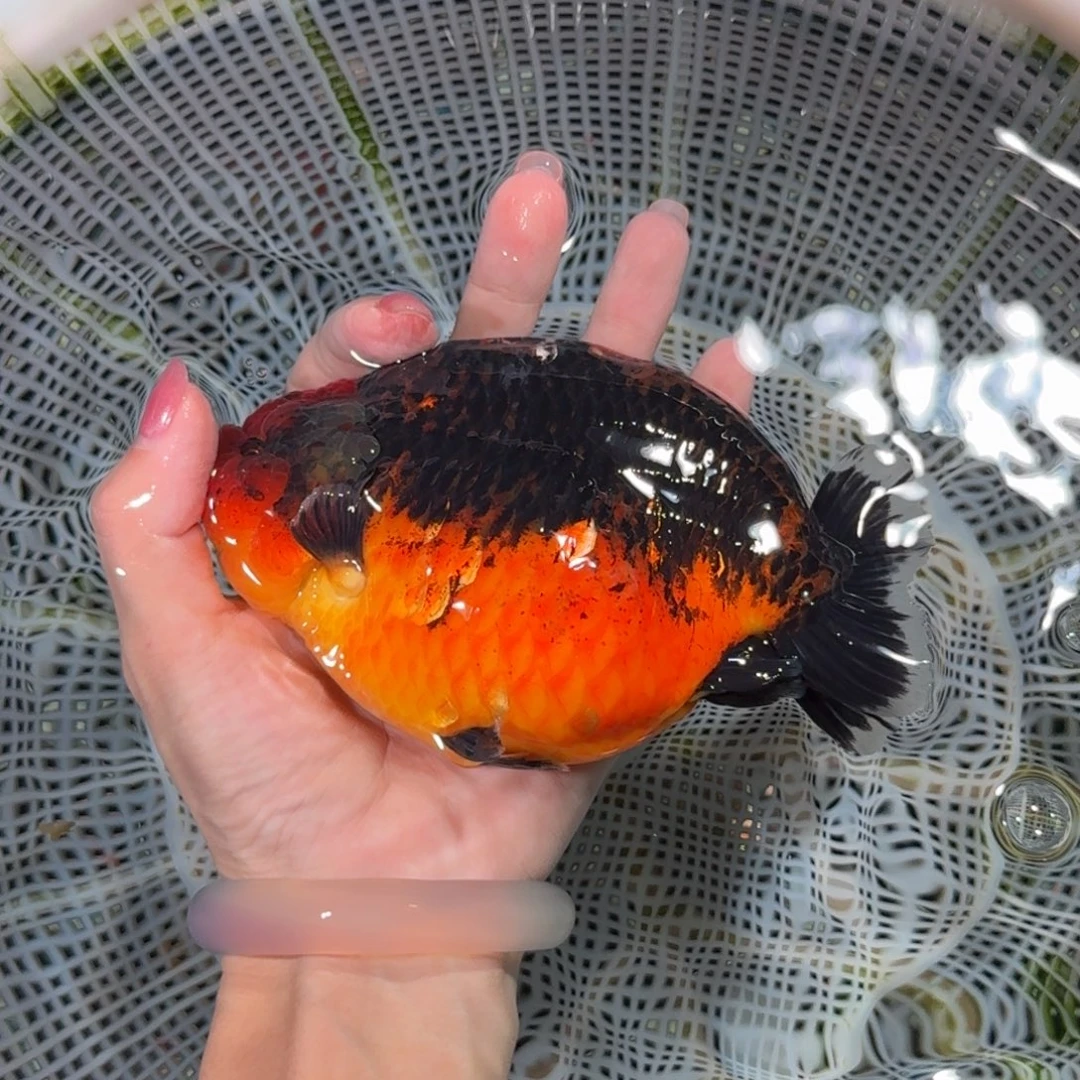 龙睛金鱼精品高货兰寿