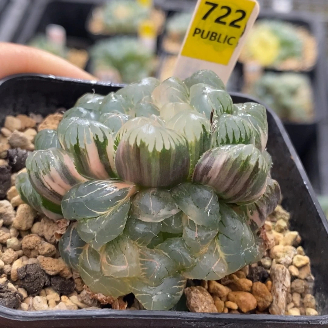722号实生湖水侧芽糊斑