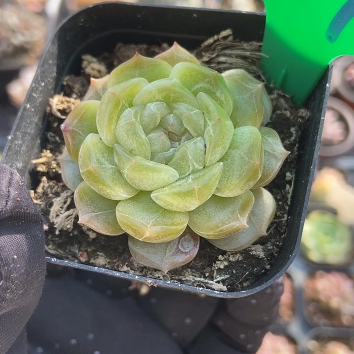 817白恋多肉植物保护