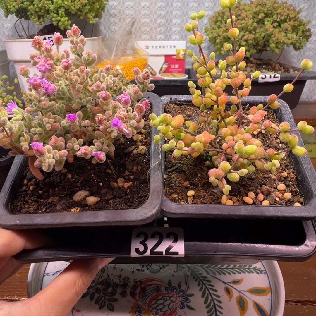 枝干番杏多肉植物322