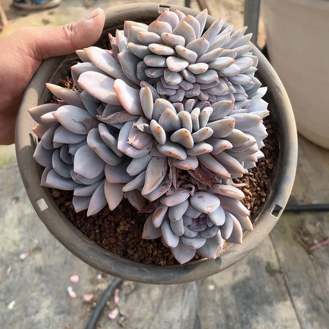 星影无砍缀老桩888