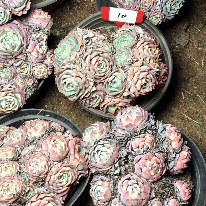 10///////////////////////