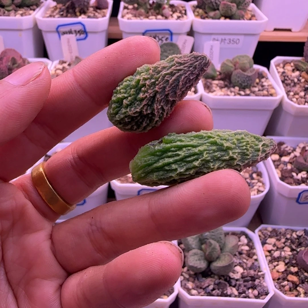 专拍，一物一拍111